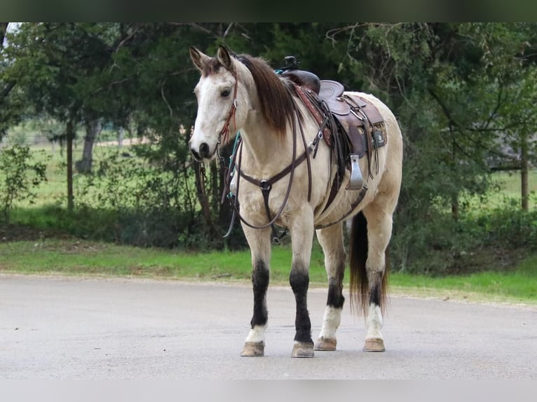 American Quarter Horse Mix Wallach 12 Jahre 157 cm Buckskin in Joshua, TX