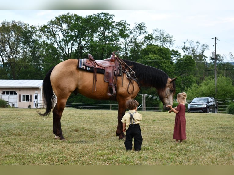 American Quarter Horse Wallach 12 Jahre 157 cm Buckskin in Rebersburg, PA