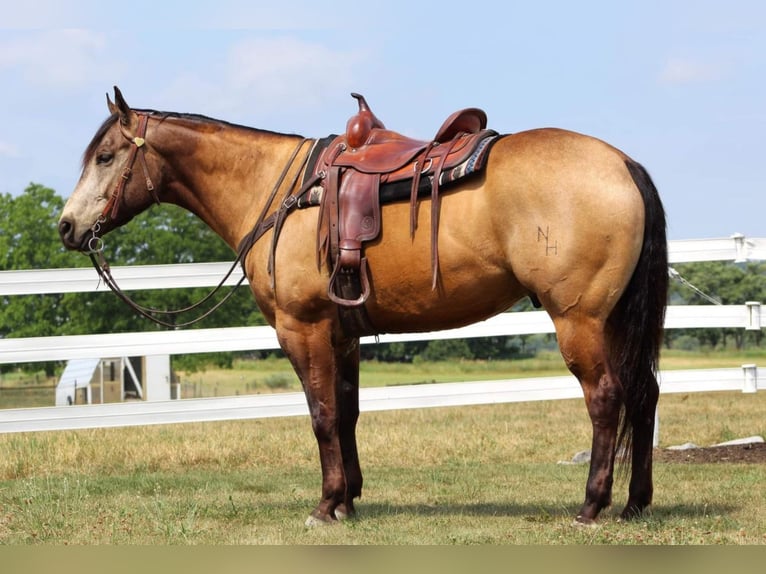 American Quarter Horse Wallach 12 Jahre 157 cm Buckskin in Rebersburg, PA