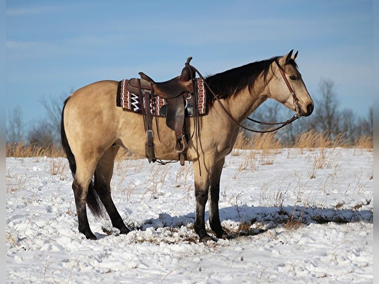American Quarter Horse Wallach 12 Jahre 157 cm Buckskin in Brodhead KY