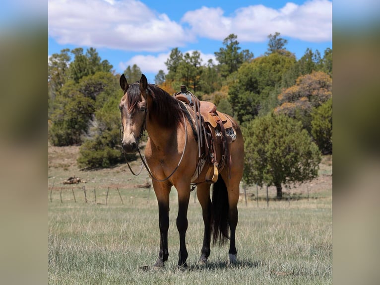 American Quarter Horse Wallach 12 Jahre 157 cm Buckskin in Cottonwood AZ