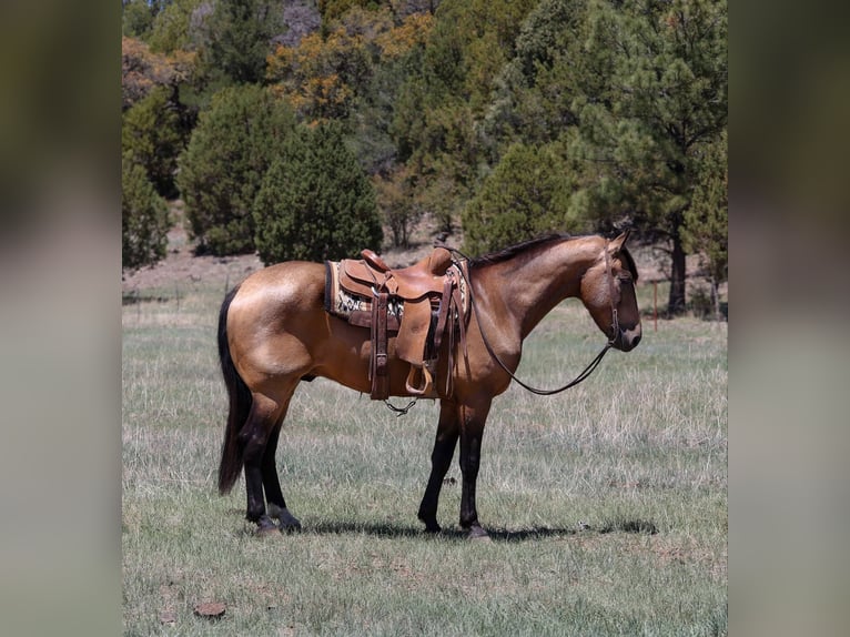 American Quarter Horse Wallach 12 Jahre 157 cm Buckskin in Cottonwood AZ