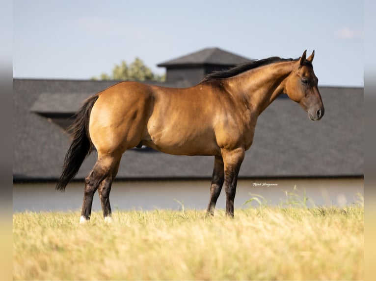 American Quarter Horse Wallach 12 Jahre 157 cm Falbe in Crescent, OK