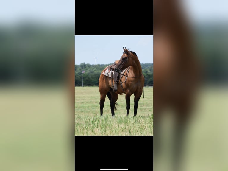 American Quarter Horse Wallach 12 Jahre 157 cm Falbe in Crescent, OK