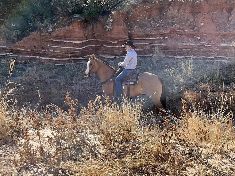 American Quarter Horse Mix Wallach 12 Jahre 157 cm Falbe in Amarillo, TX