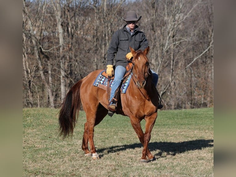 American Quarter Horse Wallach 12 Jahre 157 cm Falbe in Mount Vernon