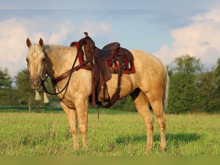 American Quarter Horse Wallach 12 Jahre 157 cm Palomino in Rebersburg, PA