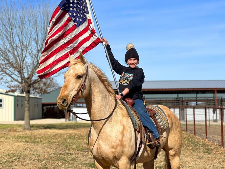 American Quarter Horse Wallach 12 Jahre 157 cm Palomino in Joshua, TX