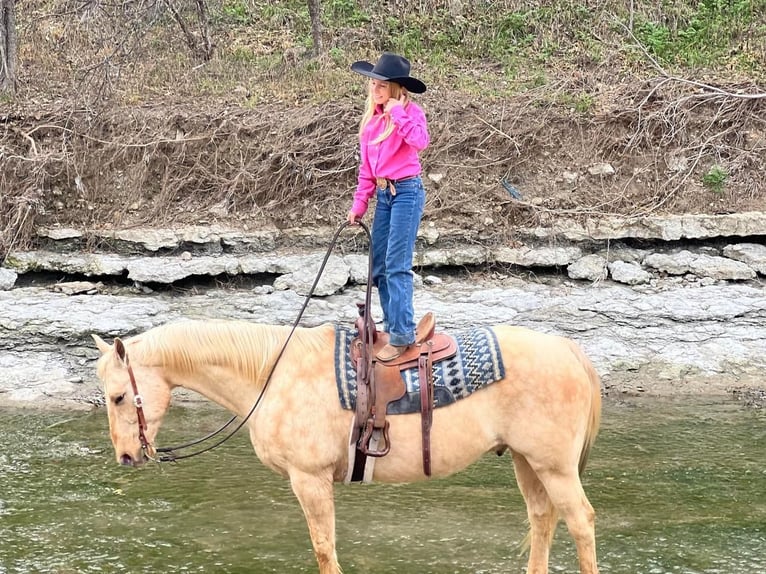 American Quarter Horse Wallach 12 Jahre 157 cm Palomino in Joshua, TX
