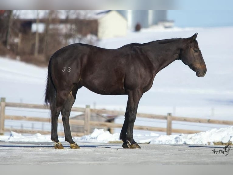 American Quarter Horse Wallach 12 Jahre 157 cm Rappe in Cherryville