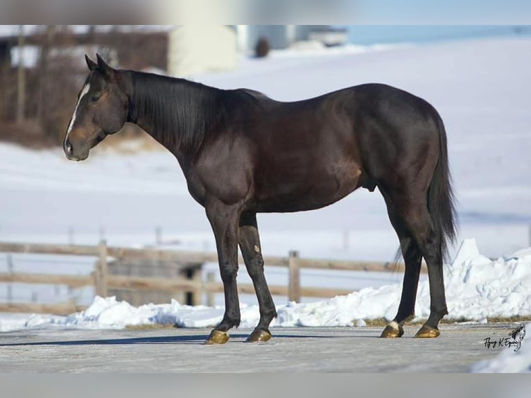 American Quarter Horse Wallach 12 Jahre 157 cm Rappe in Cherryville