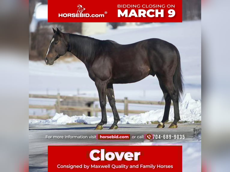 American Quarter Horse Wallach 12 Jahre 157 cm Rappe in Cherryville