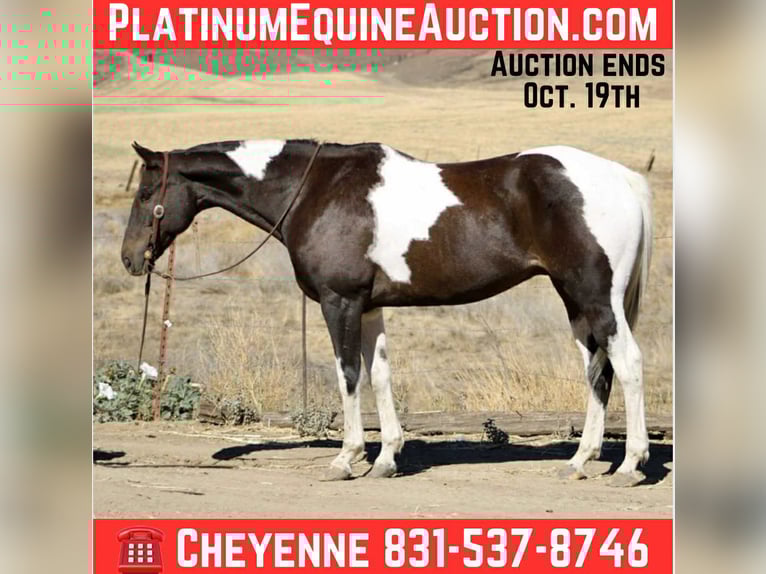 American Quarter Horse Wallach 12 Jahre 157 cm Rappe in Bitterwater, CA