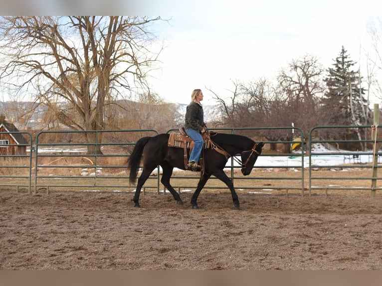 American Quarter Horse Wallach 12 Jahre 157 cm Rappe in Fort Collins, CO