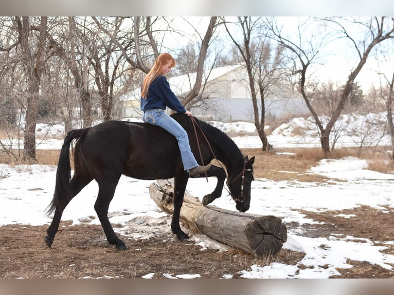 American Quarter Horse Wallach 12 Jahre 157 cm Rappe in Fort Collins, CO