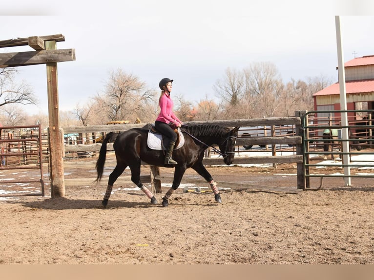 American Quarter Horse Wallach 12 Jahre 157 cm Rappe in Fort Collins, CO