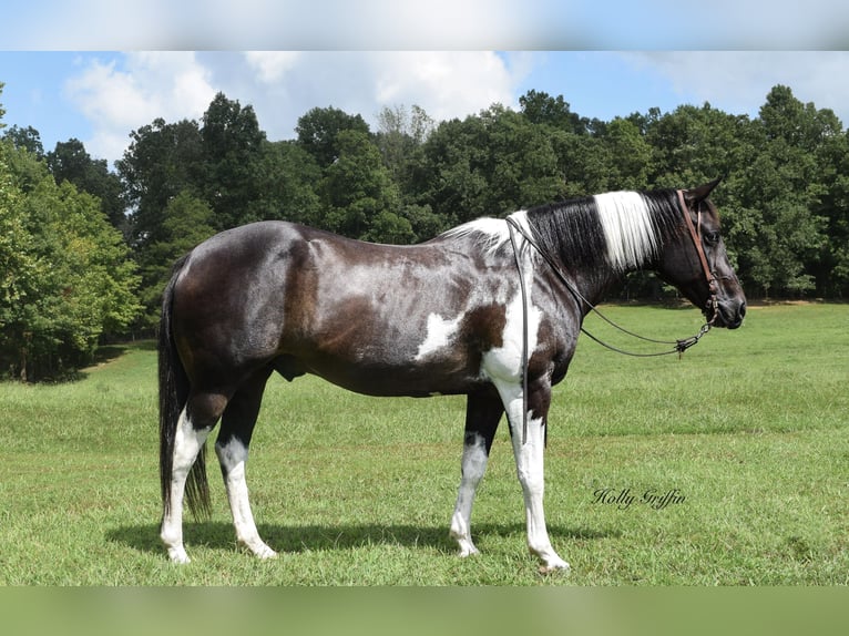 American Quarter Horse Wallach 12 Jahre 157 cm Rappe in Greebville KY