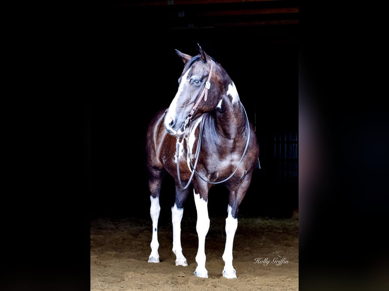 American Quarter Horse Wallach 12 Jahre 157 cm Rappe in Greebville KY