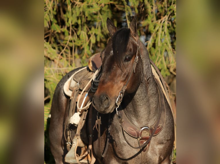 American Quarter Horse Wallach 12 Jahre 157 cm Roan-Bay in Peru, IN