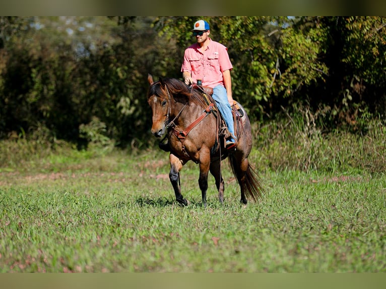 American Quarter Horse Wallach 12 Jahre 157 cm Roan-Bay in Cookeville TN