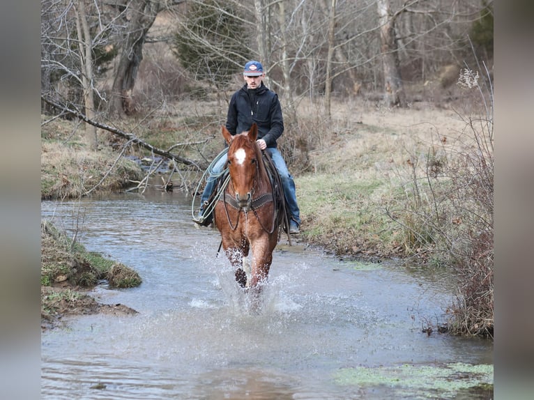 American Quarter Horse Wallach 12 Jahre 157 cm Roan-Red in Berea