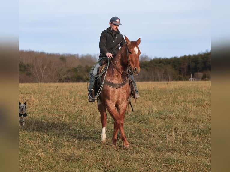 American Quarter Horse Wallach 12 Jahre 157 cm Roan-Red in Berea