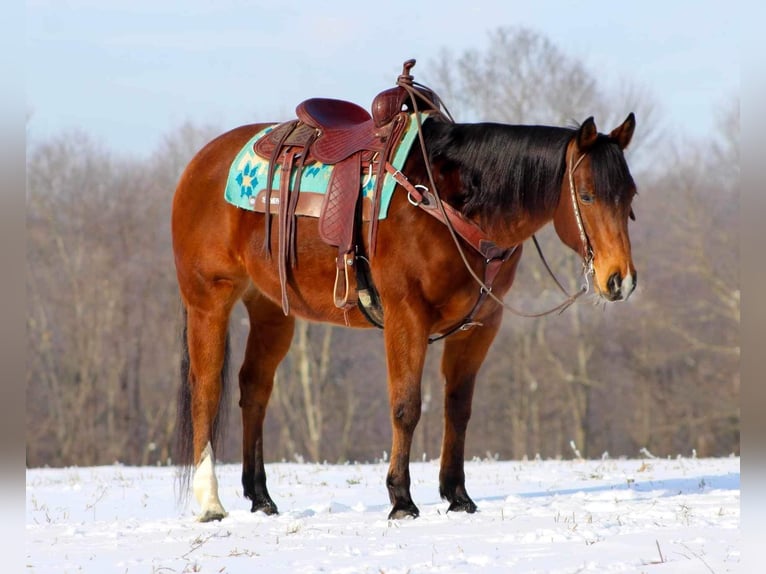 American Quarter Horse Wallach 12 Jahre 157 cm Rotbrauner in Clarion