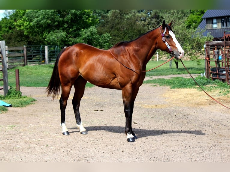 American Quarter Horse Wallach 12 Jahre 157 cm Rotbrauner in Fort Collins, CO