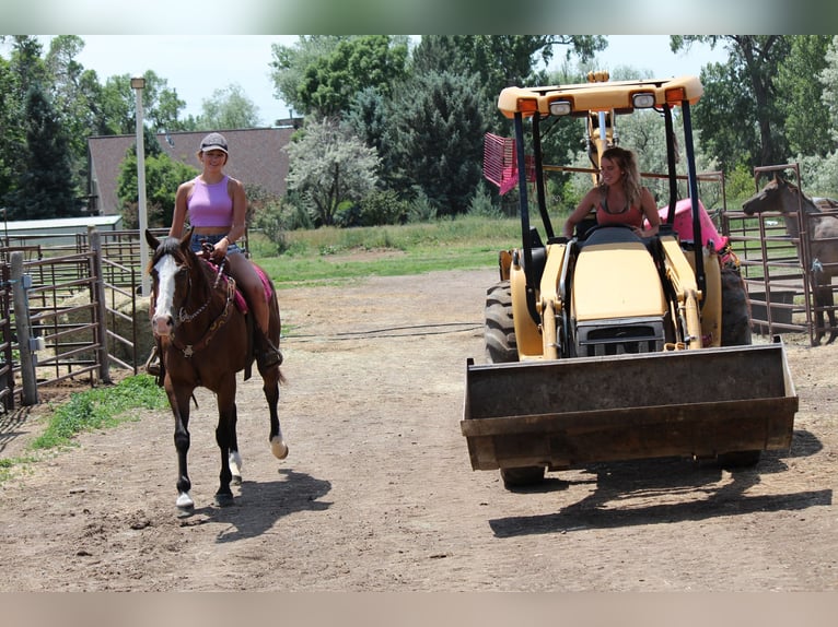 American Quarter Horse Wallach 12 Jahre 157 cm Rotbrauner in Fort Collins, CO