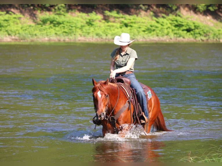 American Quarter Horse Wallach 12 Jahre 157 cm Rotfuchs in Clarion, PA