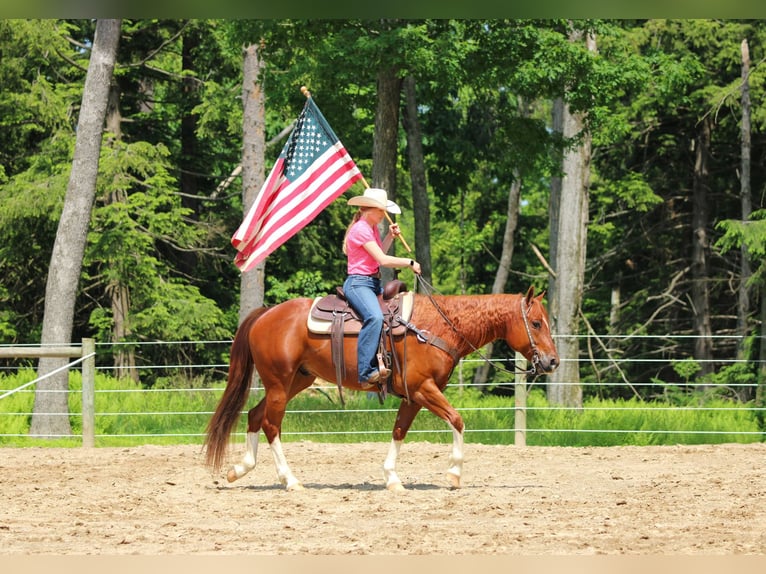 American Quarter Horse Wallach 12 Jahre 157 cm Rotfuchs in Clarion, PA