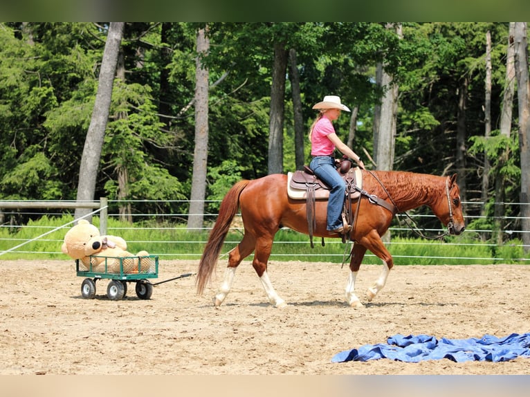 American Quarter Horse Wallach 12 Jahre 157 cm Rotfuchs in Clarion, PA