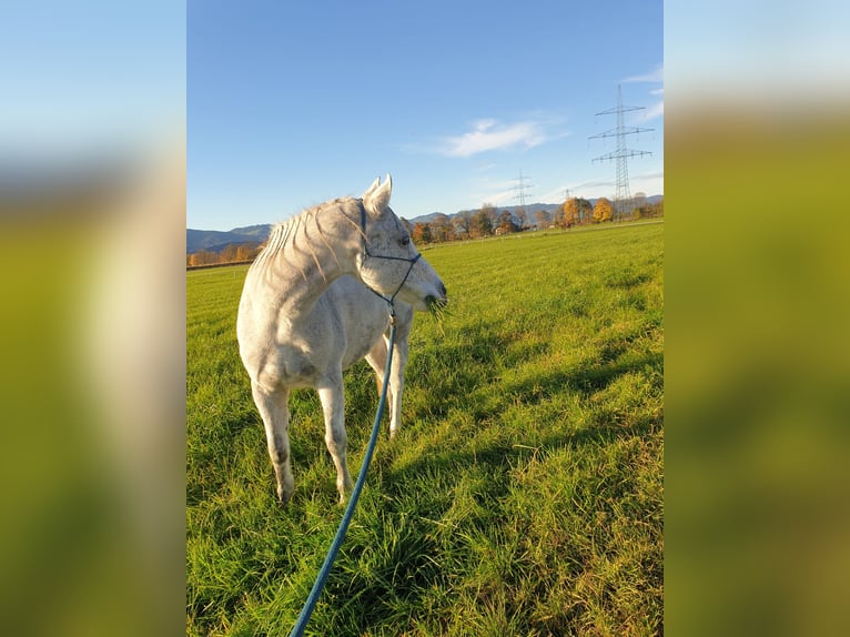 American Quarter Horse Mix Wallach 12 Jahre 157 cm Schimmel in Rankweil