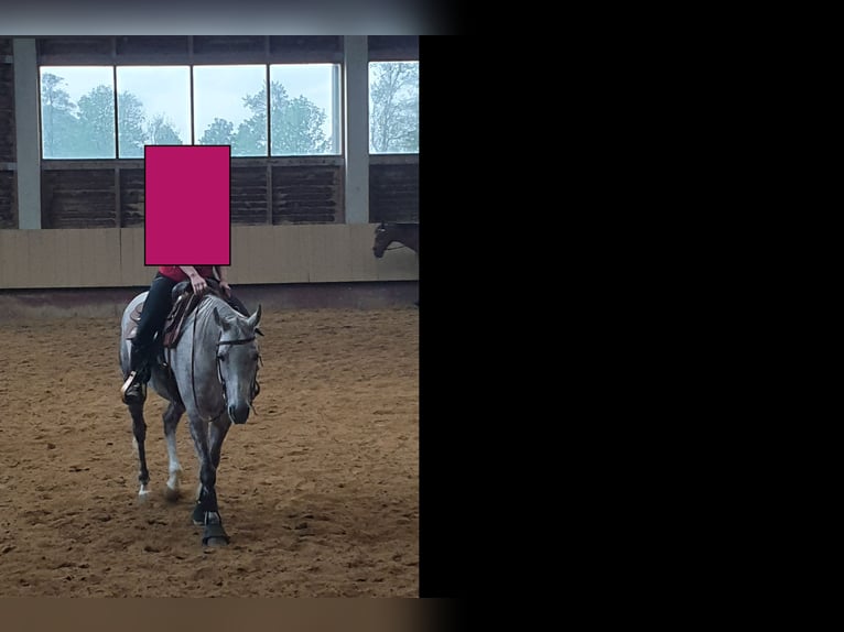 American Quarter Horse Mix Wallach 12 Jahre 157 cm Schimmel in Rankweil