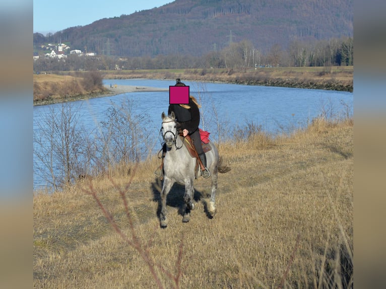 American Quarter Horse Mix Wallach 12 Jahre 157 cm Schimmel in Rankweil