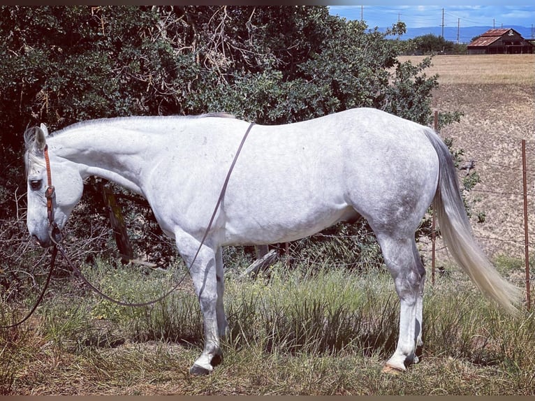 American Quarter Horse Wallach 12 Jahre 157 cm Schimmel in waterford Ca