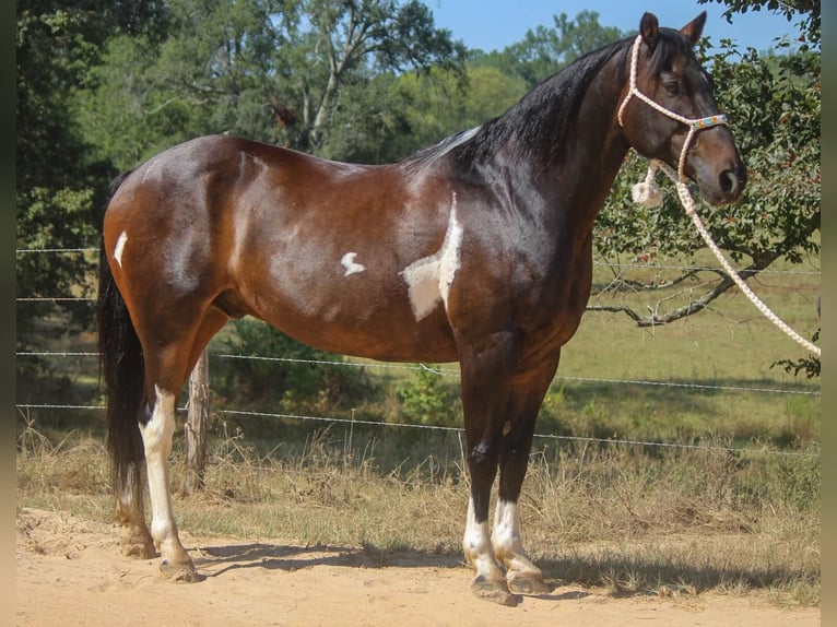 American Quarter Horse Wallach 12 Jahre 157 cm Tobiano-alle-Farben in Rusk TX