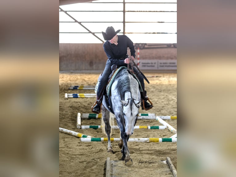 American Quarter Horse Wallach 12 Jahre 159 cm Fliegenschimmel in Bad Salzdetfurth