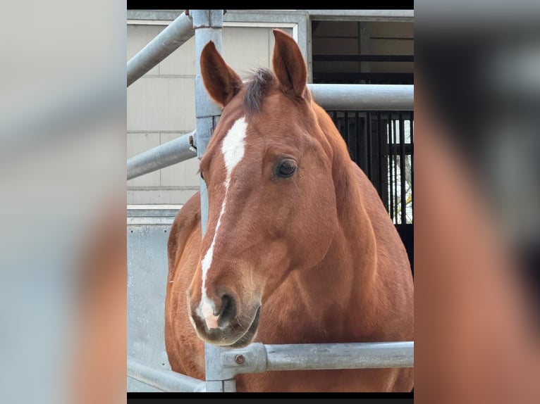 American Quarter Horse Wallach 12 Jahre 159 cm Fuchs in Eppelheim