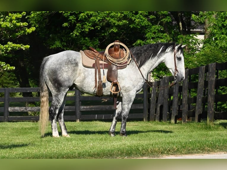 American Quarter Horse Wallach 12 Jahre 160 cm Apfelschimmel in Waco TX