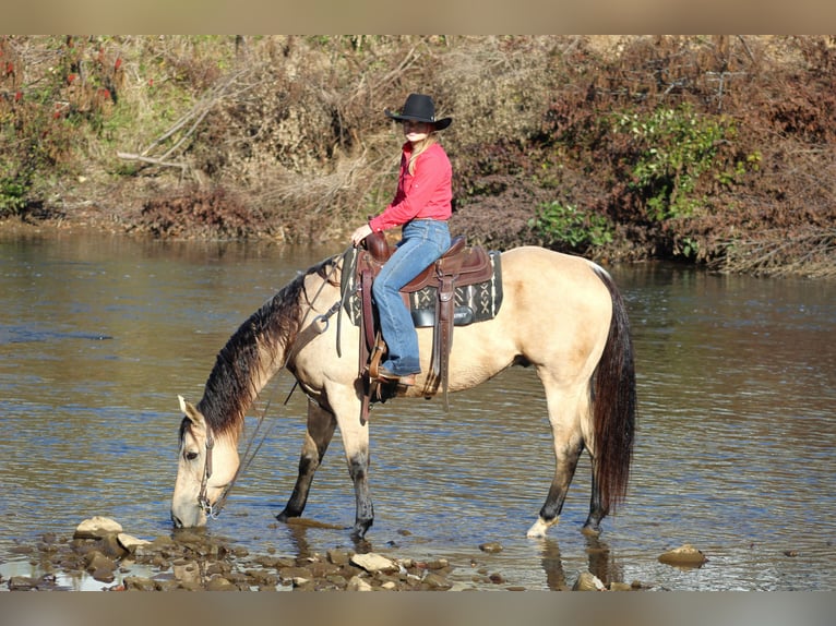 American Quarter Horse Wallach 12 Jahre 160 cm Buckskin in Clarion