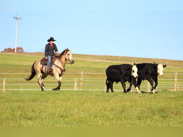 American Quarter Horse Wallach 12 Jahre 160 cm Buckskin in Clarion