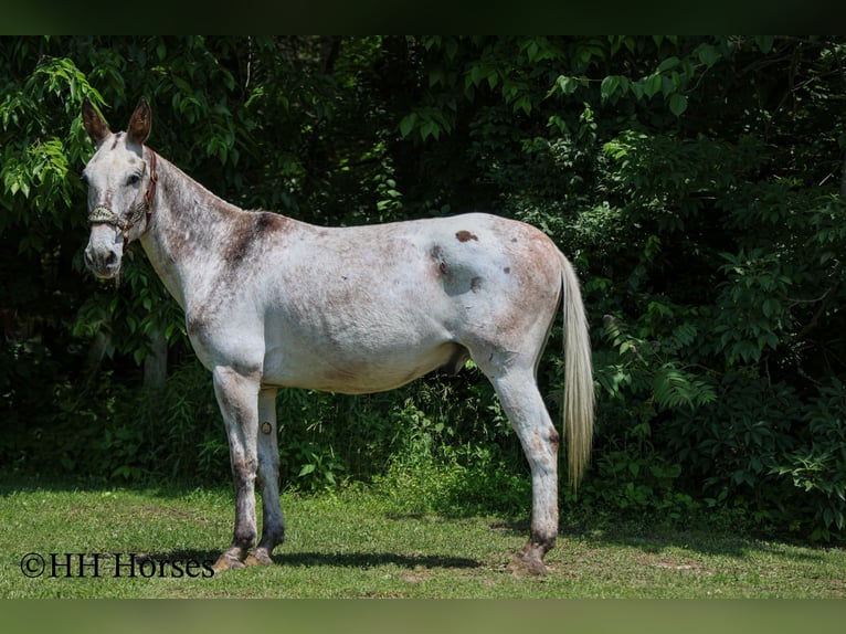 American Quarter Horse Wallach 12 Jahre 160 cm Dunkelfuchs in Flemingsburg KY