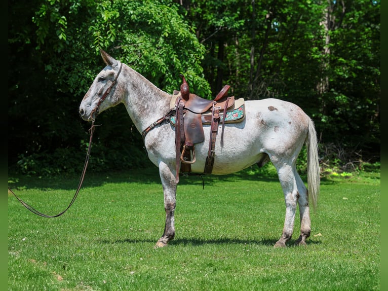 American Quarter Horse Wallach 12 Jahre 160 cm Dunkelfuchs in Flemingsburg KY