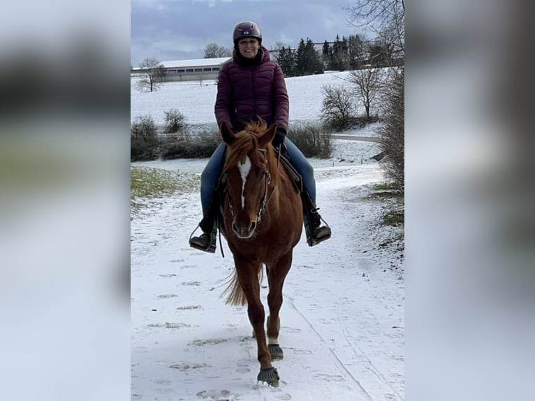 American Quarter Horse Wallach 12 Jahre 160 cm Fuchs in Beimerstetten