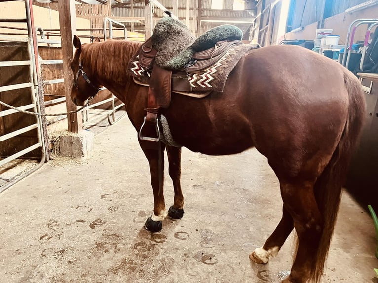 American Quarter Horse Wallach 12 Jahre 160 cm Fuchs in Beimerstetten
