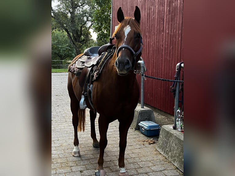 American Quarter Horse Wallach 12 Jahre 160 cm Fuchs in Beimerstetten