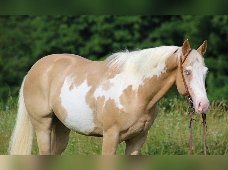 American Quarter Horse Wallach 12 Jahre 160 cm Overo-alle-Farben in Brodhead KY