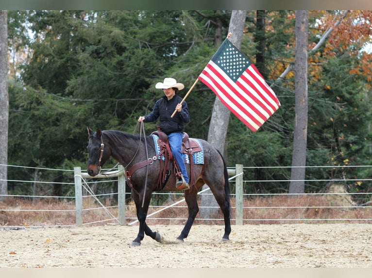 American Quarter Horse Wallach 12 Jahre 160 cm Roan-Bay in Clarion