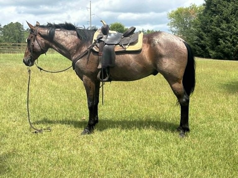 American Quarter Horse Wallach 12 Jahre 160 cm Roan-Bay in Dawson GA